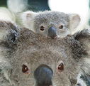 Billabong Koala and Wildlife Park - Accommodation in Bendigo
