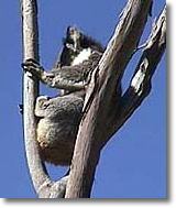 OZe Wildlife - Accommodation in Bendigo 2