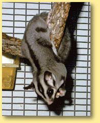 OZe Wildlife - Accommodation in Bendigo 3