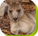 Calmsley Hill City Farm - Accommodation in Bendigo