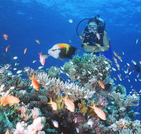 Drop Zone Dive Site - Accommodation in Bendigo