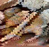 Alice Springs Reptile Centre - Accommodation in Bendigo