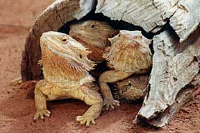 Alice Springs Reptile Centre - Accommodation in Bendigo 0