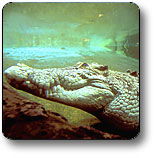 Kakadu National Park - Accommodation in Bendigo 1