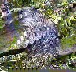 Koala Conservation Centre - Accommodation in Bendigo
