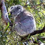 Koala Conservation Centre - Accommodation in Bendigo 0