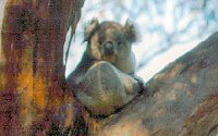 Koala Conservation Centre - Accommodation in Bendigo 2