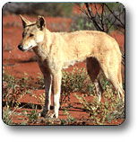 Uluru - Kata Tjuta National Park - Accommodation in Bendigo 3