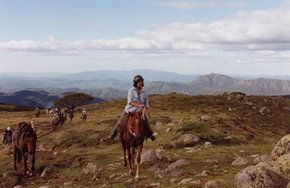 High Country Horses - Accommodation in Bendigo 0