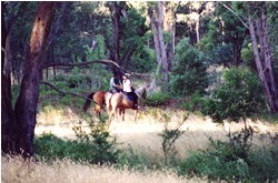 High Country Horses - Accommodation in Bendigo 1