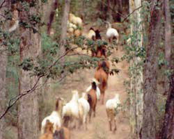 High Country Horses - Accommodation in Bendigo 2