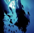 Scuba World - Accommodation in Bendigo