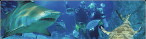 Scuba World - Accommodation in Bendigo 1