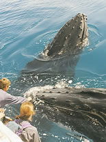 Storeyline Tours - Accommodation in Bendigo 1