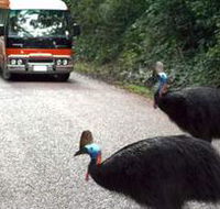 Kookaburra Tours - Accommodation in Bendigo