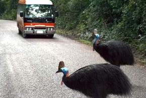 Kookaburra Tours - Accommodation in Bendigo 0