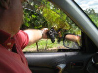 Mount Tamborine Winery & Homestead - Accommodation in Bendigo 1