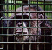 Rockhampton Zoo - Accommodation in Bendigo