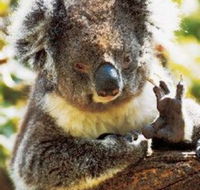 Gorge Wildlife Park - Accommodation in Bendigo