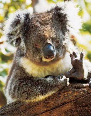 Gorge Wildlife Park - Accommodation in Bendigo 0