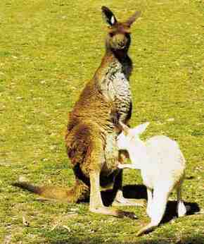 Gorge Wildlife Park - Accommodation in Bendigo 1