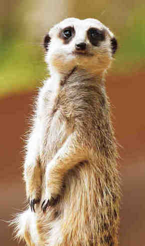 Gorge Wildlife Park - Accommodation in Bendigo 2