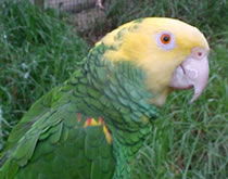 Gorge Wildlife Park - Accommodation in Bendigo 3