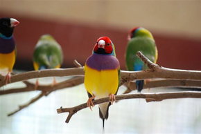 Kyabram Fauna Park - Accommodation in Bendigo 1