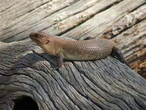 Kyabram Fauna Park - Accommodation in Bendigo 2