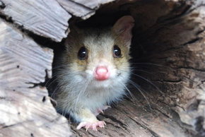 Kyabram Fauna Park - Accommodation in Bendigo 3