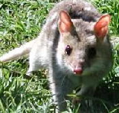 Urimbirra Wildlife Park - Accommodation in Bendigo