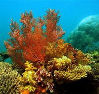 Three Islands Whale Shark Dive - Accommodation in Bendigo