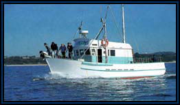Polperro Dolphin Swims - Accommodation in Bendigo 2