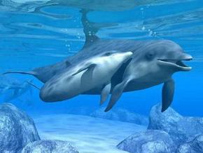 Polperro Dolphin Swims - Accommodation in Bendigo 3