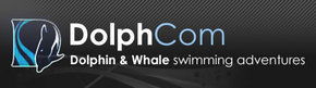 Dolphcom - Dolphin & Whale Swimming Adventures - Accommodation in Bendigo 0