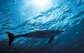 Dolphcom - Dolphin & Whale Swimming Adventures - Accommodation in Bendigo 1