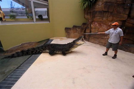 Crocosaurus Cove - Accommodation in Bendigo 2