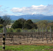 Buller View Wines - Accommodation in Bendigo
