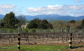Buller View Wines - Accommodation in Bendigo 0