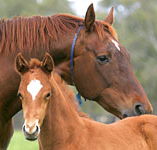 Blue Gum Farm - Accommodation in Bendigo