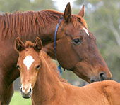 Blue Gum Farm - Accommodation in Bendigo 0