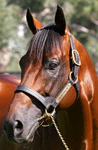 Blue Gum Farm - Accommodation in Bendigo 2