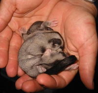 Cool Companions - Accommodation in Bendigo