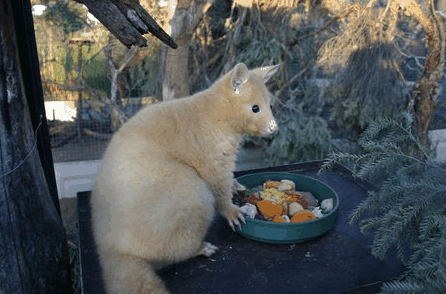 Caversham Wildlife Park - thumb 1