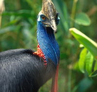 David Fleay Wildlife Park - Accommodation in Bendigo