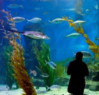 Melbourne Aquarium - Accommodation in Bendigo