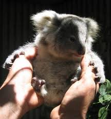 Koala Park Sanctuary - Accommodation in Bendigo 1