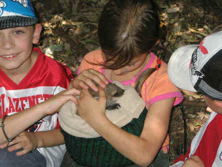 Koala Park Sanctuary - Accommodation in Bendigo 3