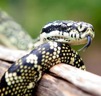 Reptile Encounters - Accommodation in Bendigo