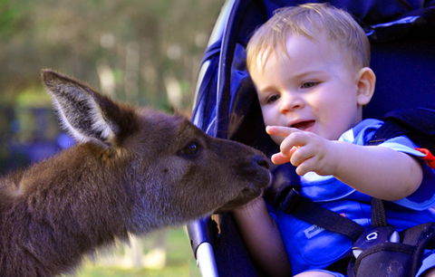 Australian Reptile Park - Accommodation in Bendigo 6